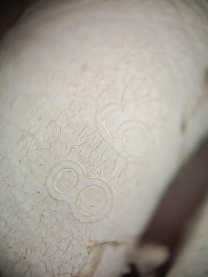 Hermes Evelyne TPM White Clemence Stamp O Square 2011